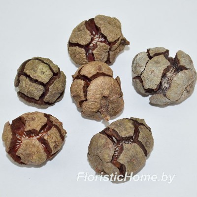 ШИШКА, Кипариса 6 шт., L 2,5-4,5 см, 0 - в ассортименте